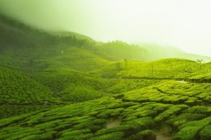 Bangalore To Ooty Tour Packages: Explore The Hills