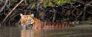 How Is The Sundarbans Formed?