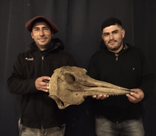 Dos Pescadores Hallaron En San Pedro Un Fósil De Delfín De 5 Mil Años De Antigüedad
