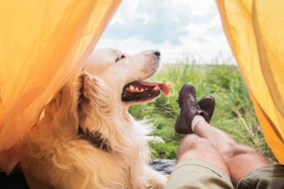 How To Camp With A Dog