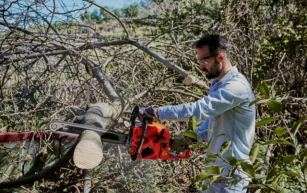The Ultimate Guide to Tree Care: Expert Tips For Healthy Growing Trees