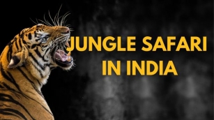 How To Plan A Special Jungle Safari Tour In India