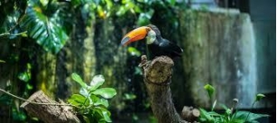 Discover Green Planet Dubai: Immersive Rainforest With 3,000+ Species