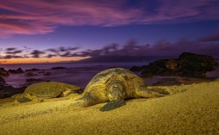 Where To See Turtles In Oahu | All You Need To Know BEFORE You Go