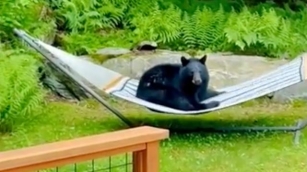 Young Bear Spotted Relaxing On A Hammock In A Vermont Yard
