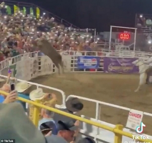 Wild Moment Bull Leaps Fence At Oregon Rodeo And Charges At Terrified Spectators, Injuring Three, As Others Run For Their Lives