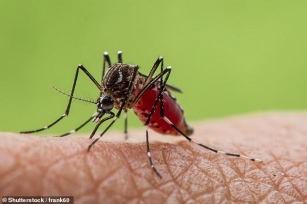 As Concerns About Dengue Fever Spread Across Europe, Why Do Mosquitoes Bite Some People… But Leave Others Alone?  And Is There Anything We Eat Or Drink That Repels (or Attracts) Them?