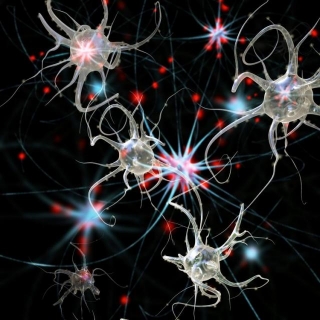 The Science Of Motor Learning: An Insight Into Mirror Neurons And Personal Training