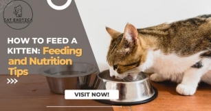 How To Feed A Kitten: Feeding And Nutrition Tips