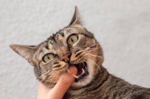 How To Improve Your Cat’s Dental Care