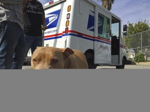 USPS Highlighting National Dog Bite Awareness Campaign Amid Rise In Attacks