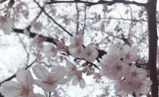 Spring In Japan : A Season Of Delicate Beauty