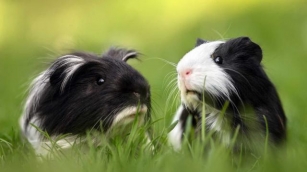 15 Fun And Furry Facts About Guinea Pigs