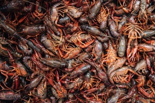 Unveiling The Effectiveness Of The Saltwater Bath Method In Cleansing Crawfish: A Deeper Dive