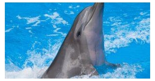 Florida Dolphin Succumbs To Highly Pathogenic Avian Flu, Raising Concerns Of Species Transmission