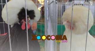 GILAZ NORTE FANCY CHICKEN SHOW AND SERAMA COMPETITION MAKES HISTORY AT ZOOCOBIA BIRD AND DRONE PARK