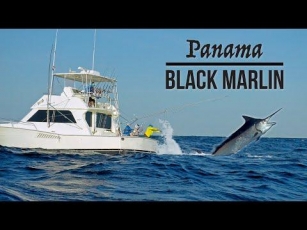 Fishing For Giant Black Marlin | Tropic Star Lodge – Original Film