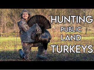 Hunting Henned Up Gobblers On Public Land | We Found The Longbeards!