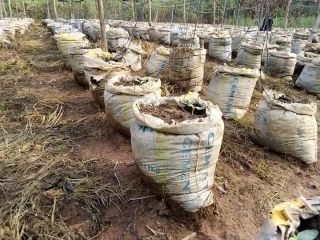 How To Do Sac Bag Cucumber Farming In Nigeria - Planting, Cultivating, Watering And Harvesting