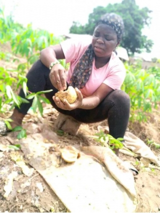 How To Prepare Egusi Seeds For Farming In Nigeria.