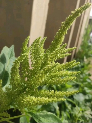 How To Harvest Amaranth Grains In Your Farm In Nigeria?