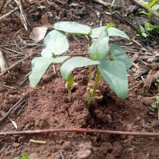 When Is The Best Time To Plant Beans In Nigeria?