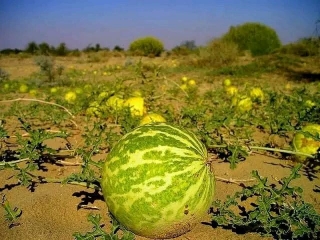 Simple Beginner Guide For Egusi Farming (Melon) In Nigeria
