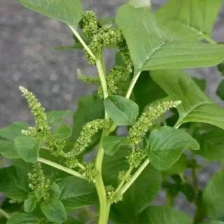 Did You Know There Are Different Types Of Efo Tete (Amaranthus) In Nigeria?