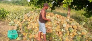Brief History Of The Founder Of A Pineapple Exporting Company In Ghana