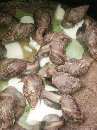 What Feed Is Given To Snail For Growth And Calcium Strength
