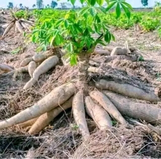 What Fertilizer Is Good For Cassava Farm And Best Weed Herbicide To Use.
