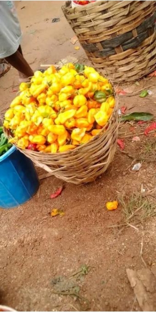 Why You Should Start Yellow Scorpion Pepper Farming In Nigeria