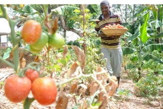 Tomatoes Vs Green Pepper- Which Is More Profitable In Nigeria?
