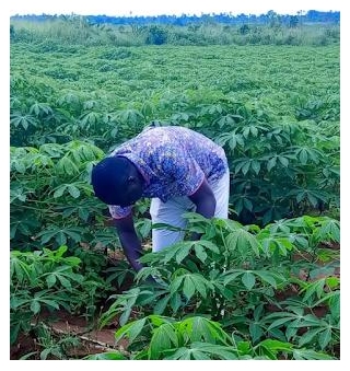 Is Fertilizer Compulsory For Cassava - And When To Weed Cassava Farm?