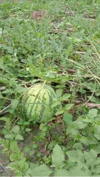 When Is The Best Time To Plant Melon (Egusi)