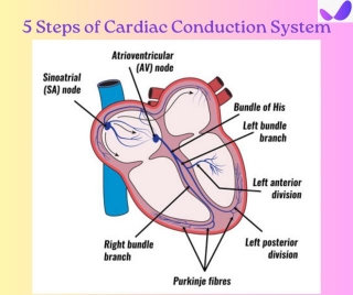 5 Steps Of Cardiac Conduction System