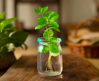 5 Jenis Pokok Herba Ini Boleh Hidup Subur Jika Tanam Dalam Bekas Air Je, Senang!