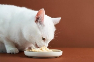 5 Resipi Makanan Kucing Homemade Kaya Nutrisi Penting, Barulah Gebu Gebas Bulunya!
