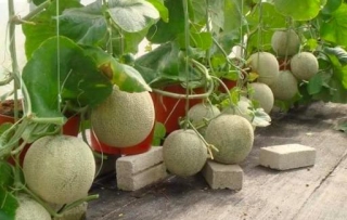 Belajar Cara Tanam Buah Rock Melon Dalam Pasu, Nikmatnya Bila Hasil Buah Manis Manis!