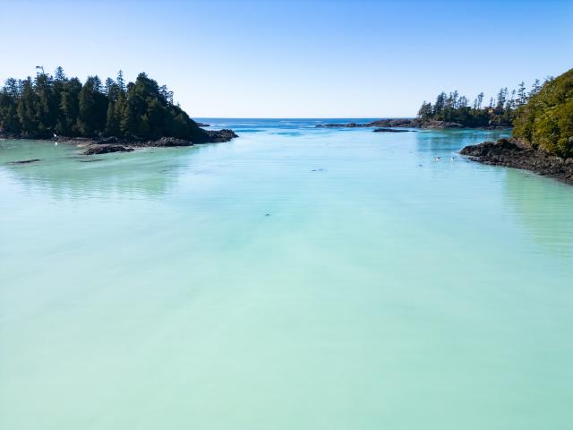 Brilliant bubblegum blue: Eye-catching herring spawn filmed off B.C. coast