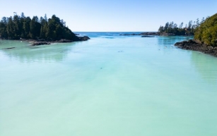 Brilliant bubblegum blue: Eye-catching herring spawn filmed off B.C. coast