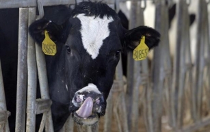 Alberta dairy producers urged to continue monitoring herds amid U.S. bird flu outbreak