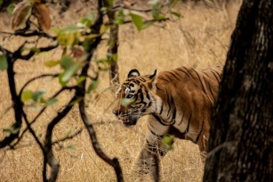 Top 15 Best Wildlife Safaris In India For 2024: A Must-Read Guide