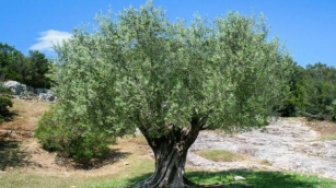 On World Environment Day 2024, Why We All Should Adopt An Olive Tree ~ Domenico Pratico, MD, FCPP