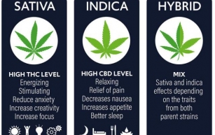 How to Choose a Cannabis Strain