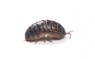How To Get Rid Of Pill Bugs In Your Home The Easy Way