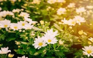 8 Best White Flowers For Your Garden