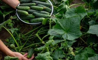 How To Plant And Grow Cucumbers In Your Backyard