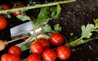 How To Plant And Grow Tomato