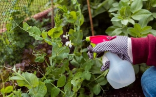 7 Practical Tips For Pest Control In Your Garden